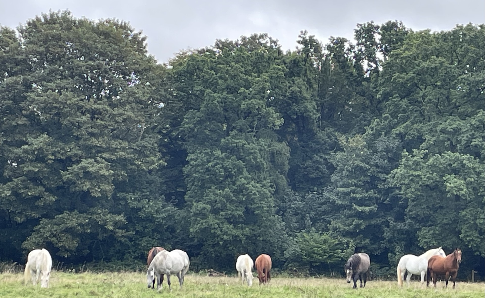 Lucie JUILIEN constellations chevaux