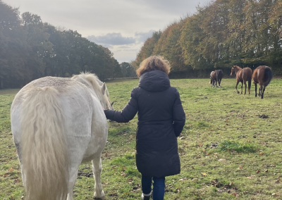 Lucie Juilien - Constellations chevaux