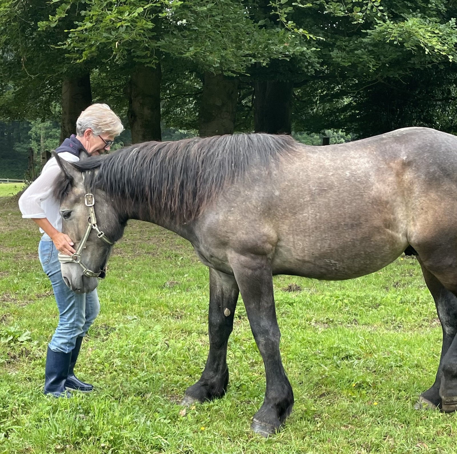 Lucie Juilien - Constellations chevaux