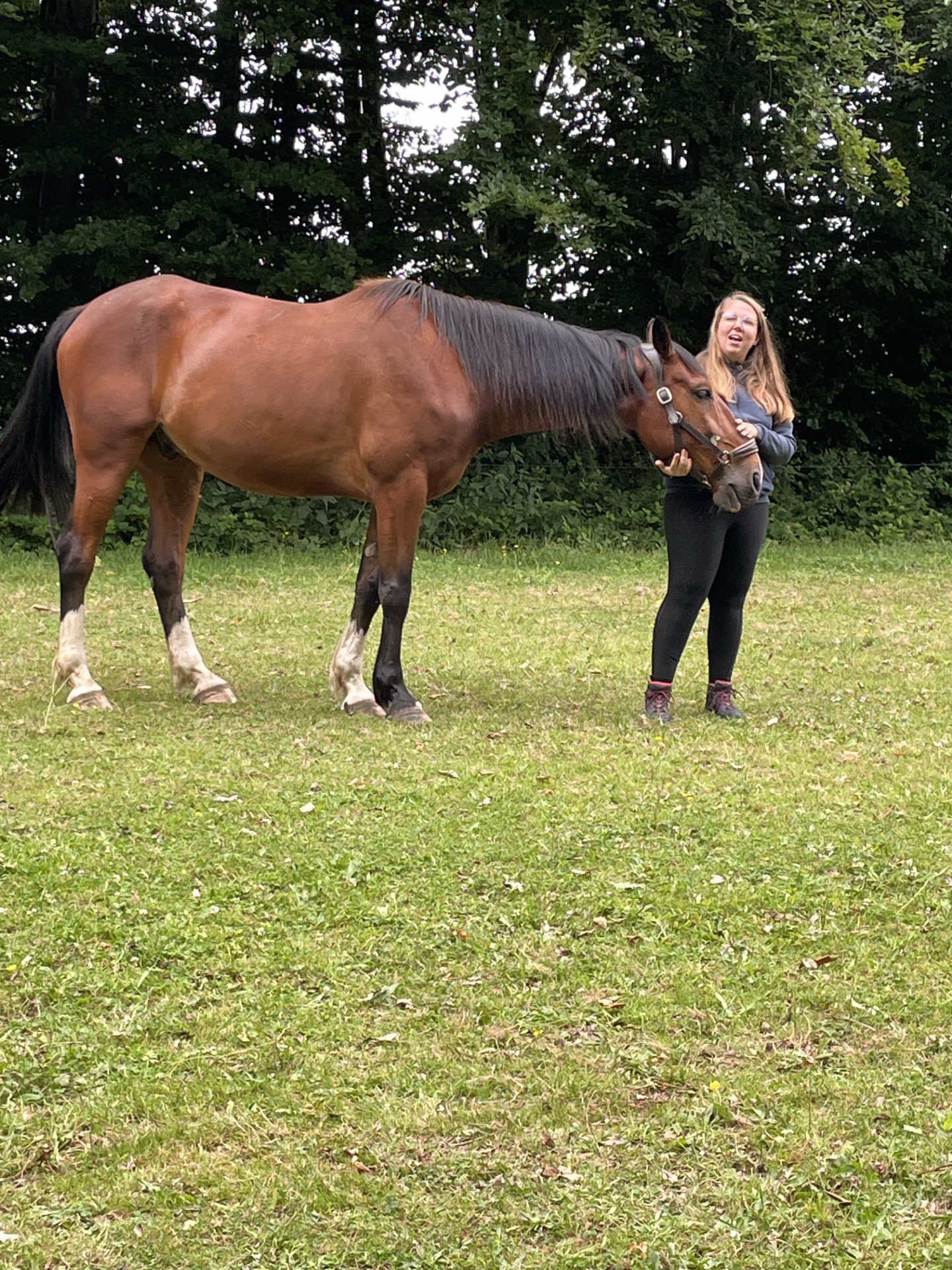 Lucie Juilien - Constellations chevaux