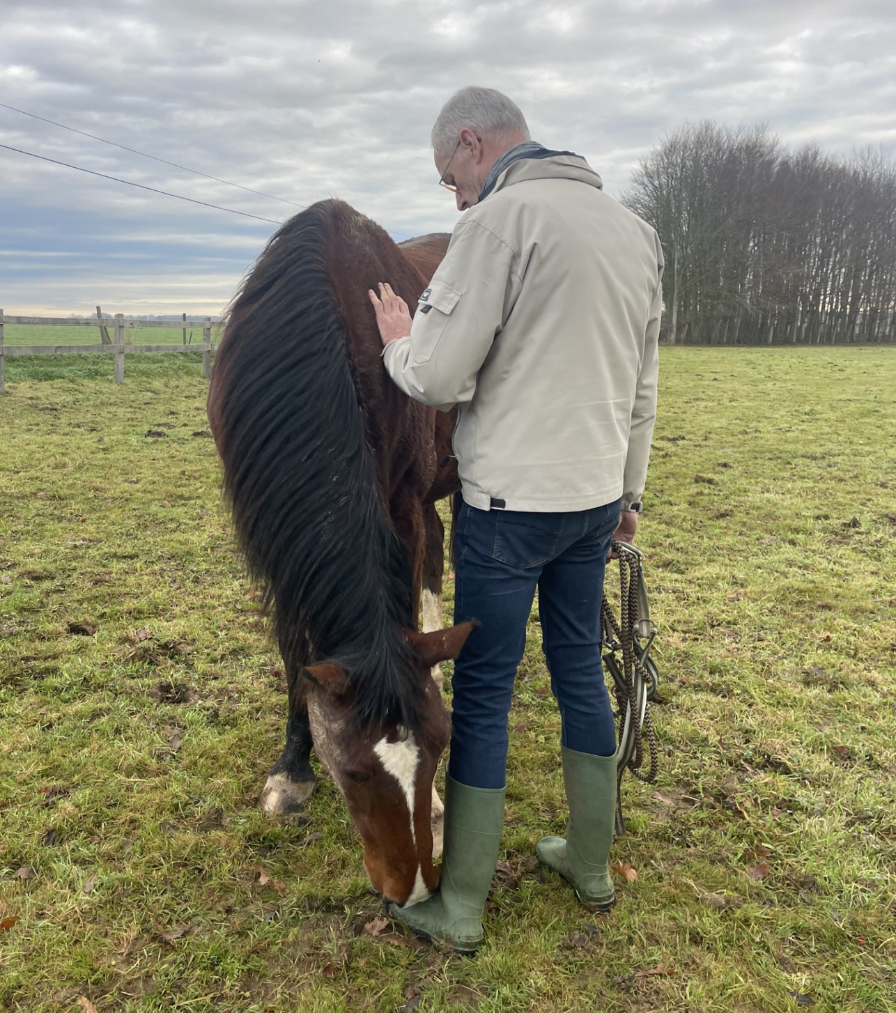 Lucie Juilien - Constellations chevaux